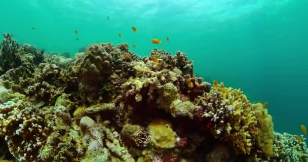 Onderwater Wereld Leven Landschap Prachtig Koraalrif Met Kleurrijke Vissen Beschermd — Stockvideo