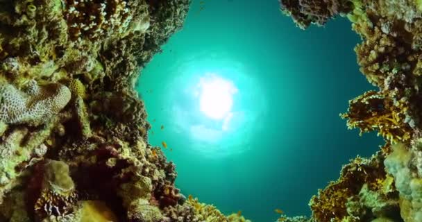 Коралловый Риф Подводный Мир Рыб Сцена Дайвинга Подводного Плавания Подводный — стоковое видео