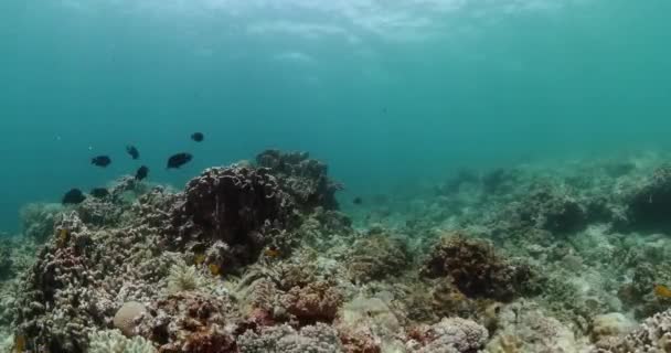 有热带鱼类和硬珊瑚礁的海底世界的生活 — 图库视频影像