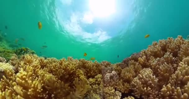 Lindos Corais Com Água Mar Azul Turquesa Peixes Tropicais Recifes — Vídeo de Stock