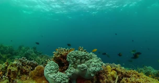 Тропическая Черепаха Красочная Рыба Коралловый Риф Подводный Мир Рыб — стоковое видео