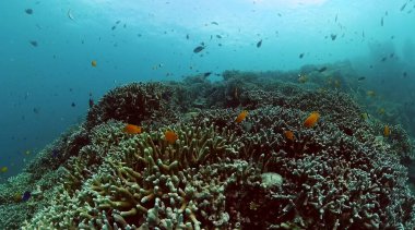 Renkli balıklar ve mercan resifleriyle dolu sualtı manzarası. Denizin altındaki mercan bahçesi.