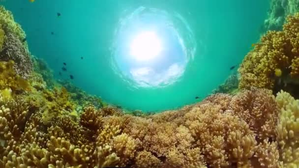 海底背景 海底有热带鱼类和硬珊瑚礁 — 图库视频影像