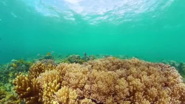 珊瑚礁和水下鱼类海洋保护区 — 图库视频影像