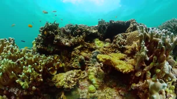Подводный Мир Кораллами Рыбами Экосистема Коралловых Рифов — стоковое видео