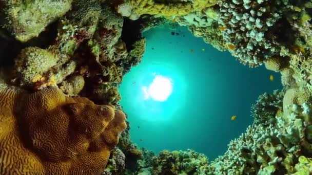 Подводная Жизнь Океане Красивым Коралловым Рифом Красочными Рыбами — стоковое видео