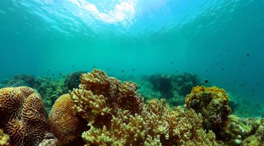 Mercan bahçesi ve balıklı deniz hayatı. Tropikal balık ve mercan resifi, sualtı deniz manzarası.