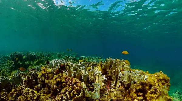 Fish and coral reefs under the sea. Underwater background.