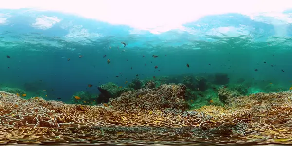 Coral garden with underwater vibrant fish. Monoscopic image.