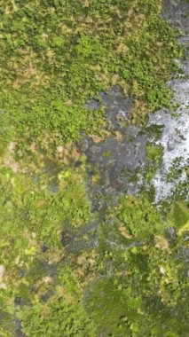 Bitkilerin ve tropikal bitki örtüsünün üzerine güneş ışığı yansıması. Agusan Marsh. Mindanao, Filipinler. Dikey görünüm.