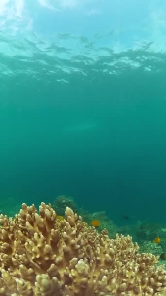 海底生活着珊瑚礁和五彩斑斓的鱼类 纵向观点 — 图库视频影像