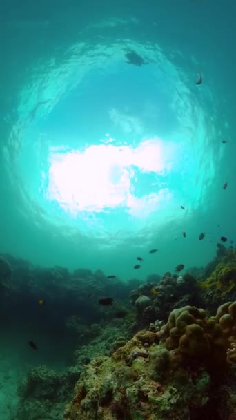 Bunte Korallen Und Fische Schildkröte Über Dem Blauen Meer Hintergrund — Stockvideo