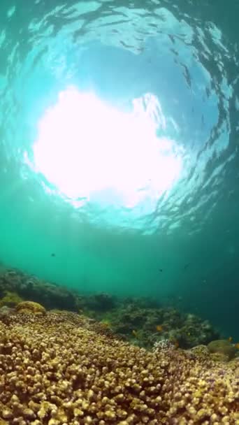 Giardino Tropicale Coralli Con Pesci Vita Sottomarina Vista Verticale — Video Stock
