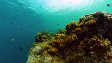 Mercan resifi ekosistemi. Tropikal balık ve mercan sualtı dünyası manzarası.