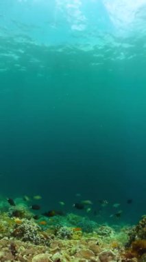 Denizin altında balık ve mercan resifleri. Denizin altında deniz yaşamı. Dikey görünüm.