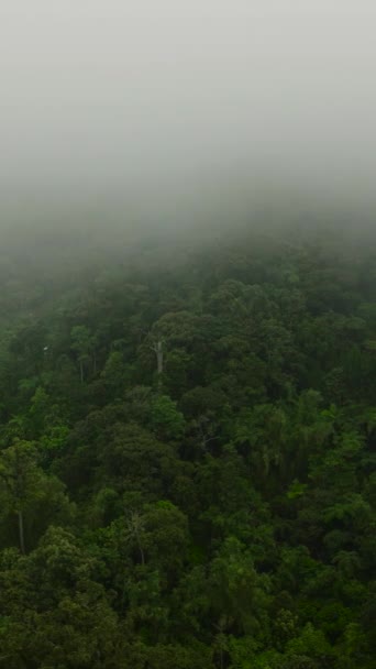 森のある霧の山の風景 フィリピン ミンダナオ 垂直ビュー — ストック動画