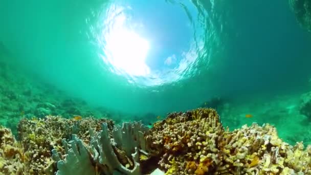 Tropische Vissen Hardkoraalriffen Onder Zee Turkoois Water Onder Zee Onderwaterachtergrond — Stockvideo