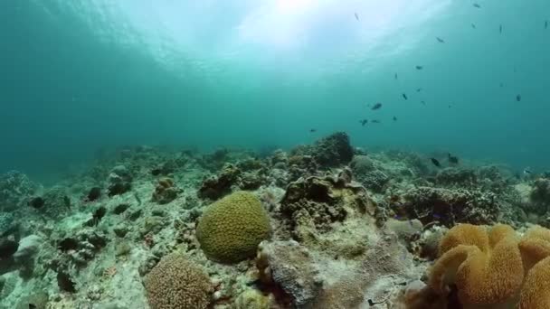 Marinhas Subaquáticas Peixes Tropicais Recifes Coral Santuário Marinho Paisagem Cena — Vídeo de Stock