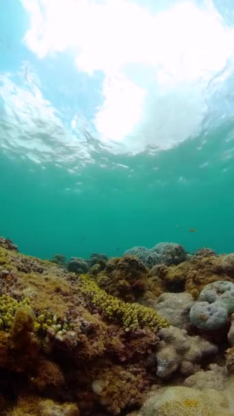 Коралловый Риф Рыба Водой Морской Заповедник Охраняемая Территория Вертикальный Вид — стоковое видео
