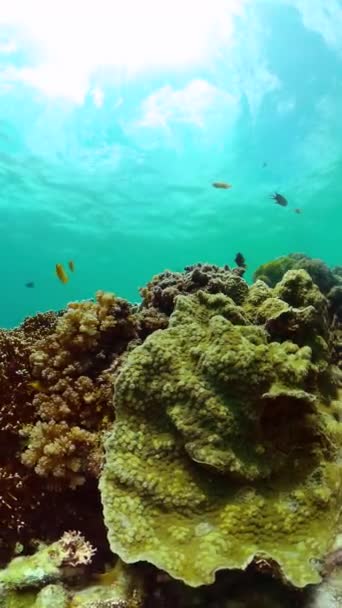 Korallrev Marin Fisk Vakkert Korallrev Med Fargerik Fisk Vertikal Visning – stockvideo