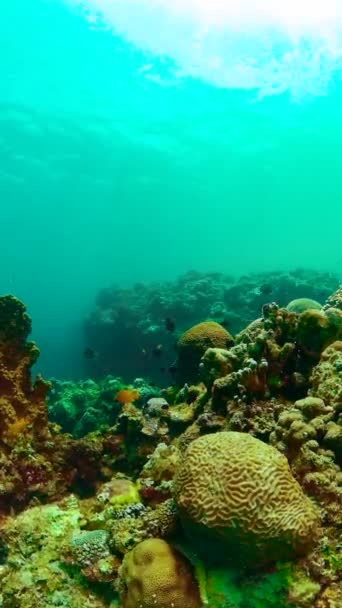 Víz Alatti Élet Óceánban Korallzátonnyal Színes Halakkal Függőleges Nézet — Stock videók