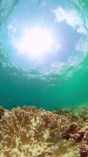 Морская Охраняемая Зона Подводная Жизнь Океане Коралловым Рифом Красочными Рыбами — стоковое видео