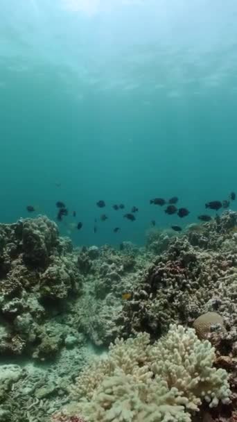 水下场景和有鱼的硬珊瑚礁 海底世界 纵向观点 — 图库视频影像
