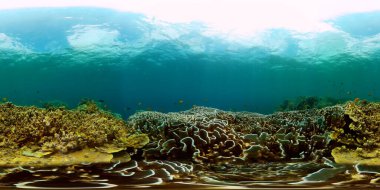 Renkli balık ve mercan bahçeli su altı sahnesi. Denizin altında balıklar. Monoskopik resim.