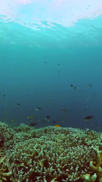 美丽的珊瑚礁和五彩斑斓的鱼水下世界的生活 纵向观点 — 图库视频影像