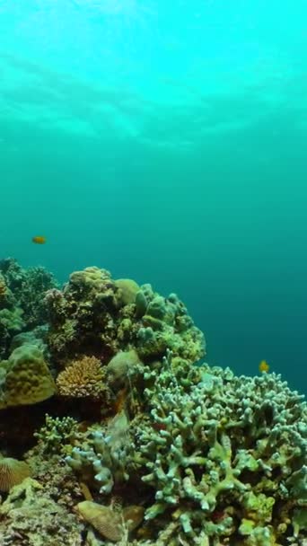 Água Mar Azul Turquesa Peixes Tropicais Mundo Subaquático Com Corais — Vídeo de Stock