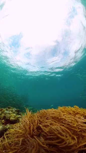 Sardinha Corre Sobre Belo Jardim Corais Mundo Subaquático Tropical Vista — Vídeo de Stock