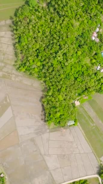 Grunty Rolne Polami Ryżu Niełuskanego Santa Tablas Romblon Filipiny Widok — Wideo stockowe