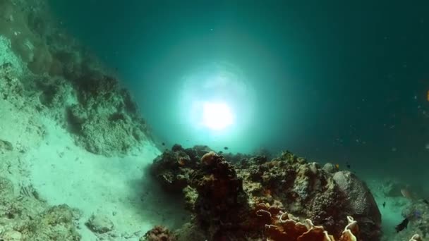 Tropikalne Twarde Rafy Koralowe Ryby Pod Morskim Krajobrazem Życia — Wideo stockowe