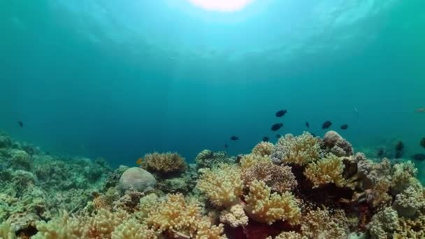 Жесткий Коралловый Подводный Пейзаж Рыба Коралловые Рифы Водой — стоковое видео