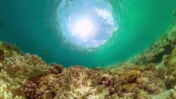 Морська Охоронювана Територія Підводне Життя Океані Кораловим Рифом Барвистими Рибами — стокове відео