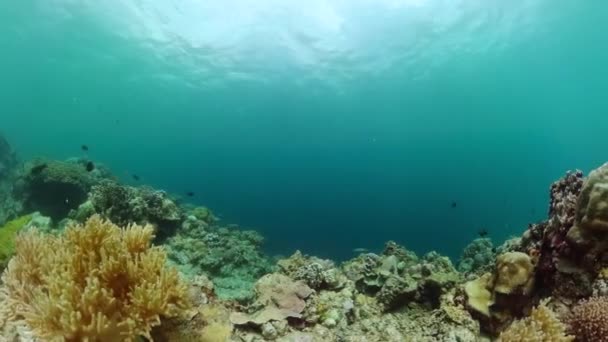 珊瑚礁和水下鱼类海洋保护区 — 图库视频影像