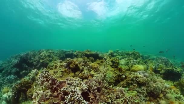 Víz Alatti Világ Korallzátonnyal Tengeri Halakkal Tengeralatti Élet Jelenete — Stock videók