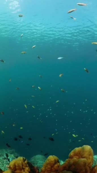 Тропічна Риба Кораловий Риф Підводне Море Сцена Підводного Світу Вертикальний — стокове відео