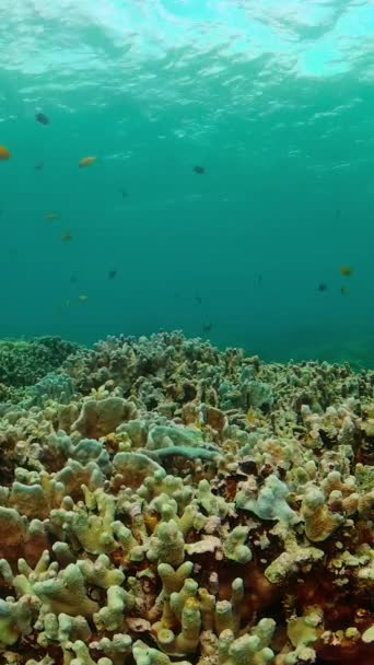 Красочные Тропические Рыбы Кораллы Морской Заповедник Охраняемая Территория Вертикальный Вид — стоковое видео