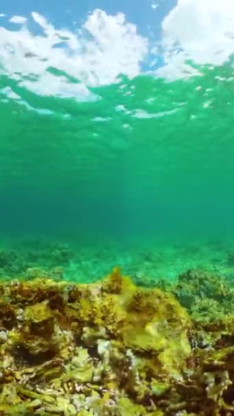 Scène Vie Sous Marine Avec Poissons Tropicaux Corail Coloré Eau — Video