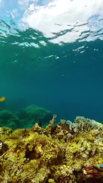 Vida Marinha Mundo Mar Recifes Corais Tropicais Peixes Subaquáticos Vista — Vídeo de Stock