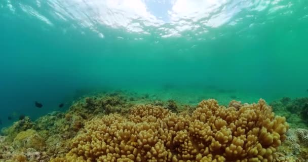 Onderwater Wereld Landschap Van Kleurrijke Vissen Koralen Prachtig Koraalrif Met — Stockvideo