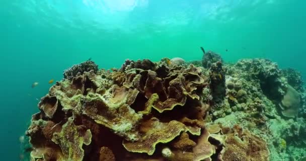 热带鱼和硬珊瑚礁 水下世界背景 — 图库视频影像