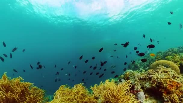 Gyönyörű Jelenet Korallokról Halakról Trópusi Korallzátonyok Víz Alatt — Stock videók