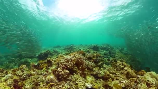 Szardínia Trópusi Korallok Iskolájának Víz Alatti Jelenete — Stock videók