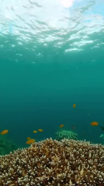 美丽的海底风景和多样化的珊瑚礁与鱼 海底世界 纵向观点 — 图库视频影像