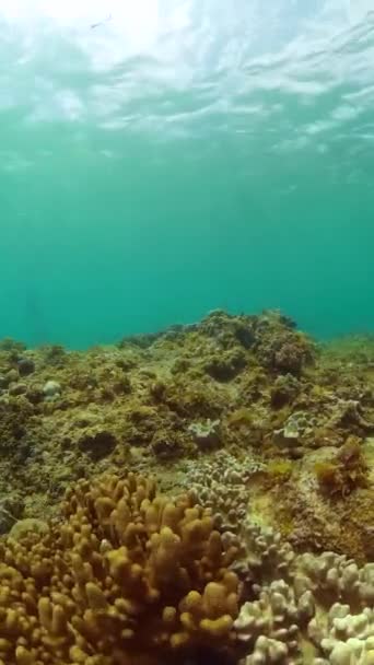 Paisagem Subaquática Tropical Corais Peixes Sob Mar Vista Vertical — Vídeo de Stock