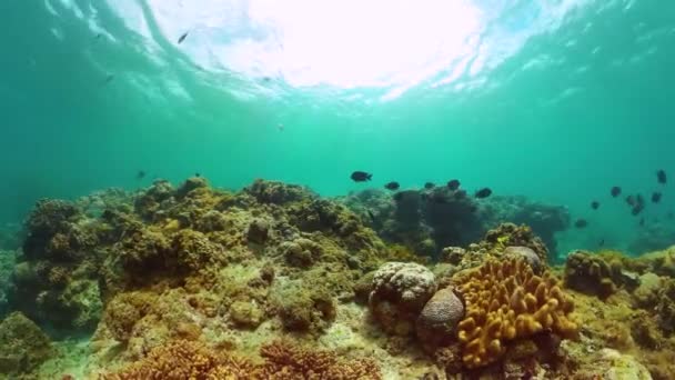 Suyun Altında Tropikal Balıklar Olan Mercan Bahçesi Sualtı Dünyası Geçmişi — Stok video