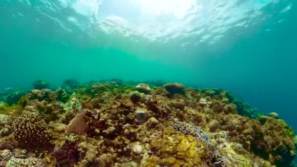 Podvodní Scéna Korálovou Zahradou Tropické Ryby Korálové Útesy — Stock video