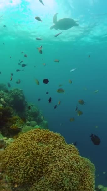 Tropische Harde Zachte Koraalriffen Met Schildpad Prachtige Vissen Onderwater Wereld — Stockvideo